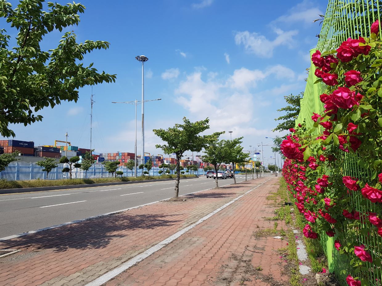 “ 부산항에 만발한 5월의 장미 ”