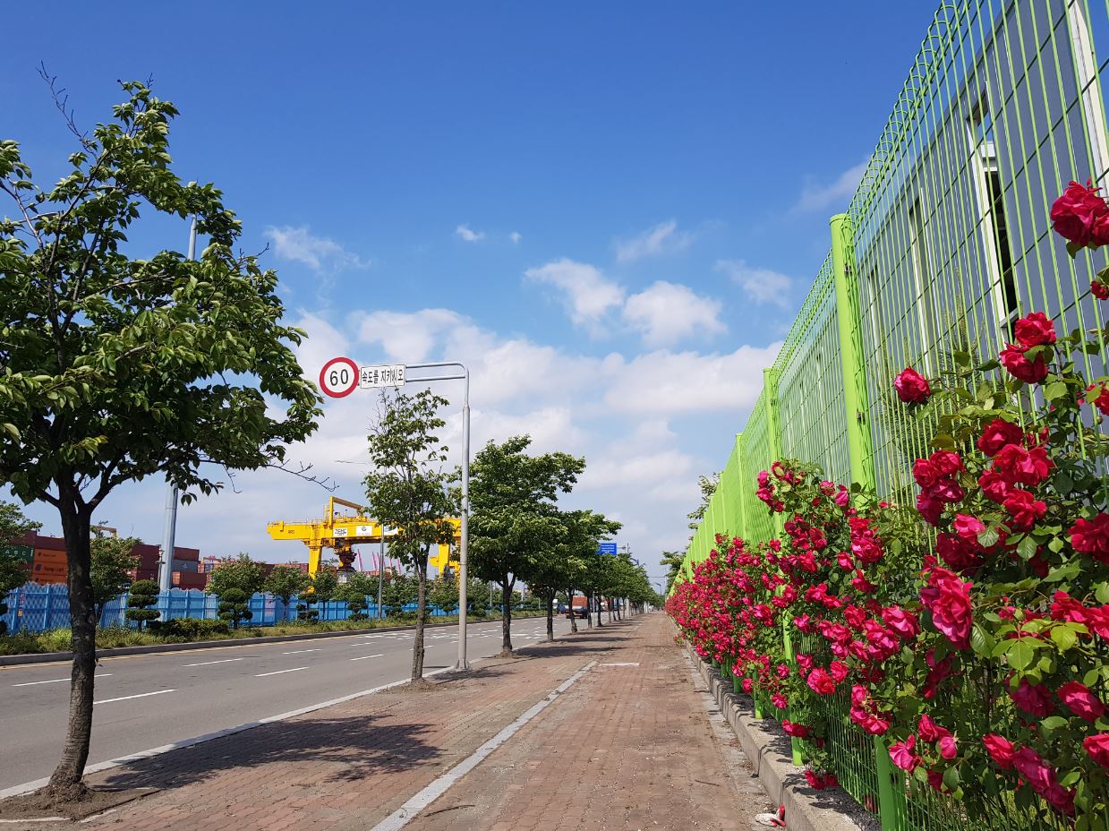 “ 부산항에 만발한 5월의 장미 ”