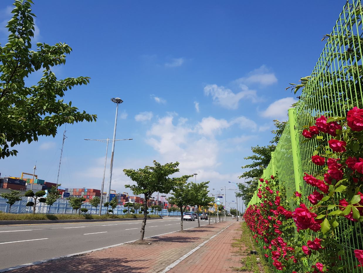 “ 부산항에 만발한 5월의 장미 ”