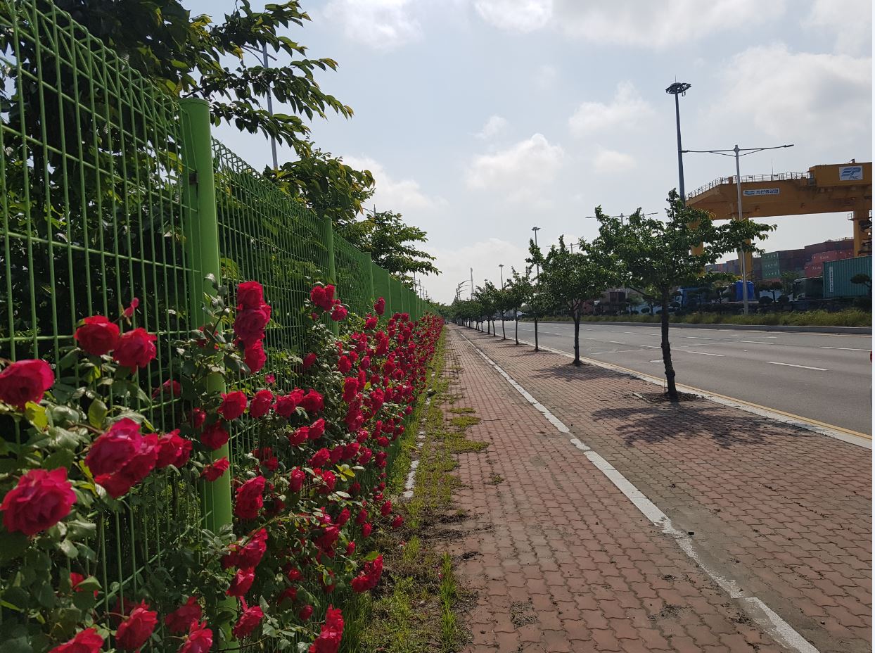 “ 부산항에 만발한 5월의 장미 ”